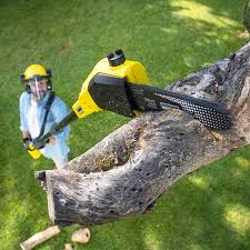 Best Commercial Tree Services  in La Marque, TX