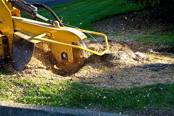 How Our Tree Care Process Works  in  La Marque, TX